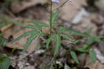 Cutleaf toothwort